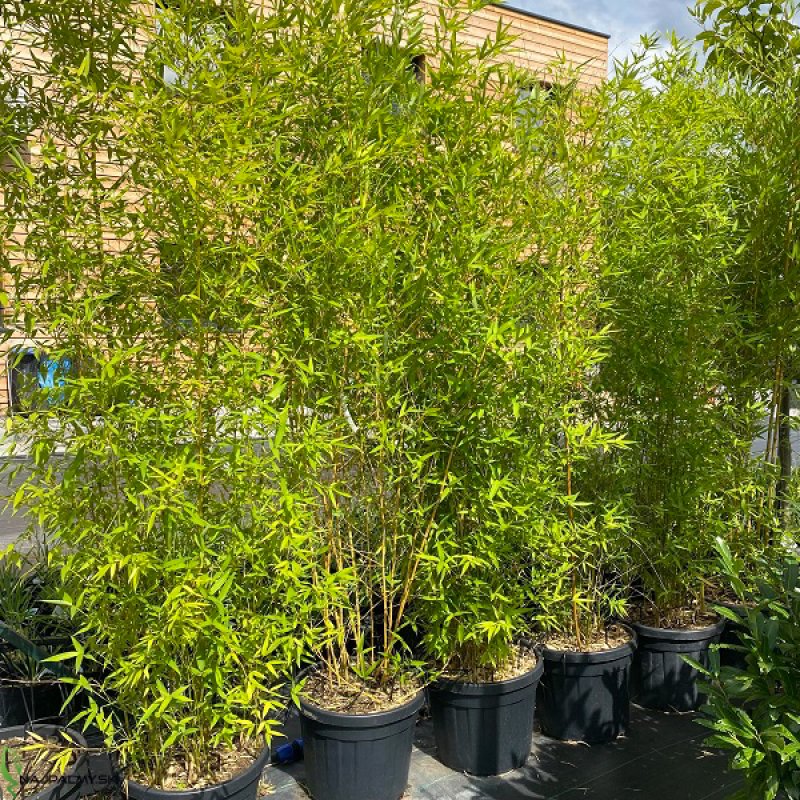 Phyllostachys aureosulcata (Bambus) ´AUREOCAULIS´ - kont. C10L, výška 200-250cm (-20°C)